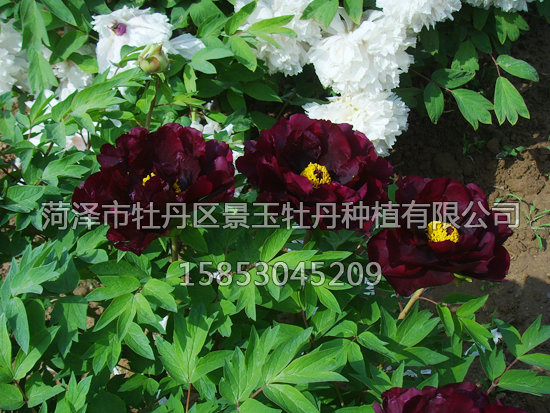 賽墨蓮23.JPG