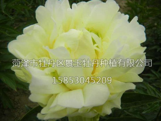 黃金輪，芍藥.jpg