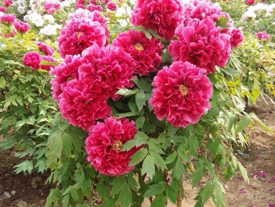 花王.jpg